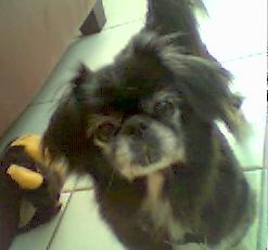 ma ptite chienne