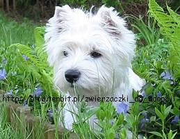 Whest Igland White Terrier !!!
